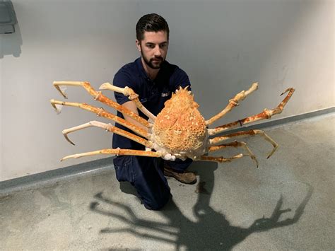 what do japanese spider crabs eat